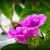 dual mangrove flowers in bloom 