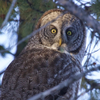HOOTER