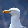 Western Gull 