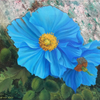 Himalayan blue poppies