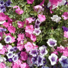 Petunias