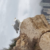 A tale of two city gulls