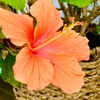 Hibiscus in Bloom