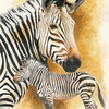 Mountain Zebra 