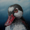 The Duck Reem A.