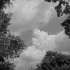  Clouds and trees