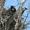 4 Raven chicks in one nest 