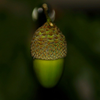 Acorn