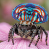 Stunning macro close-up captures a vibrant peacock spider