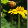 flying to blossom core
