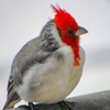 Hawaiian Cardinal | Maui Bird Photography