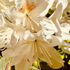 White Azalea