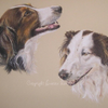 Beth and Tilly Jack Russell x Border Collie