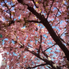 Cherry Blossom Spring photo 2026