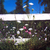 Wildflower Farm