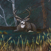 Deer in the Forest