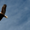 raven thinks it can fly with an Eagle