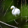 Snowy Egret