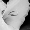 Gladiola Bloom