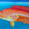 Orange-spotted Grouper