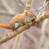 red squirrel