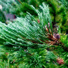 Redwood June Rain