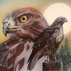 Oregon Red Tail Hawk