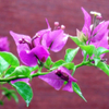 Paper Flower (Bougainvillea glabra), Shanxi, China, 08-24-2006