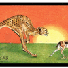 Cheetaroo on the Hunt