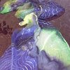 Silk Scaf hand paitned-waves-purple