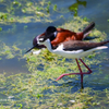 Black Necked Stilt 