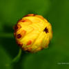 Floral macro