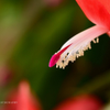 Christmas Cactus