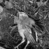 Jays Dead