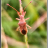 insect of sunset