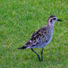Pacific Golden Plover (Kolea) | Maui Bird Photography