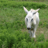 White Donkey