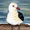 Heermanns Gull 