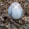 Owls ~ Gourd Art