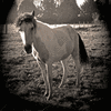 Horses 7514-B