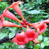 Trumpet Creeper (Campsis radicans), Shanxi, China, 08-24-2006