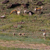 and 4 baby Prong Horn Antelope 