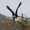 Eagle Yoga 