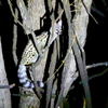 CIVET, nocturnal 