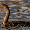Cormorant - November 20 2025