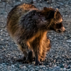 Raccoon in the morning light - June 8 2026
