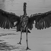 Blue Heron in Alhambra Creek - July 25 2026 1