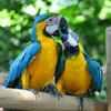 Blue - Green Macaws