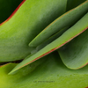 Succulent 