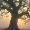 Majestic ancient tree silhouetted against a beautiful misty golden sunrise